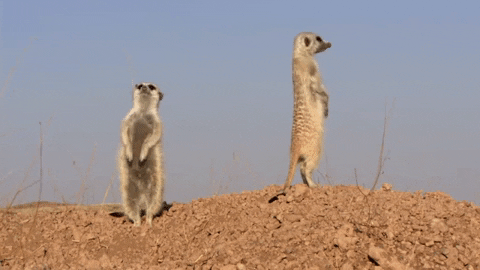 Meerkats looking out