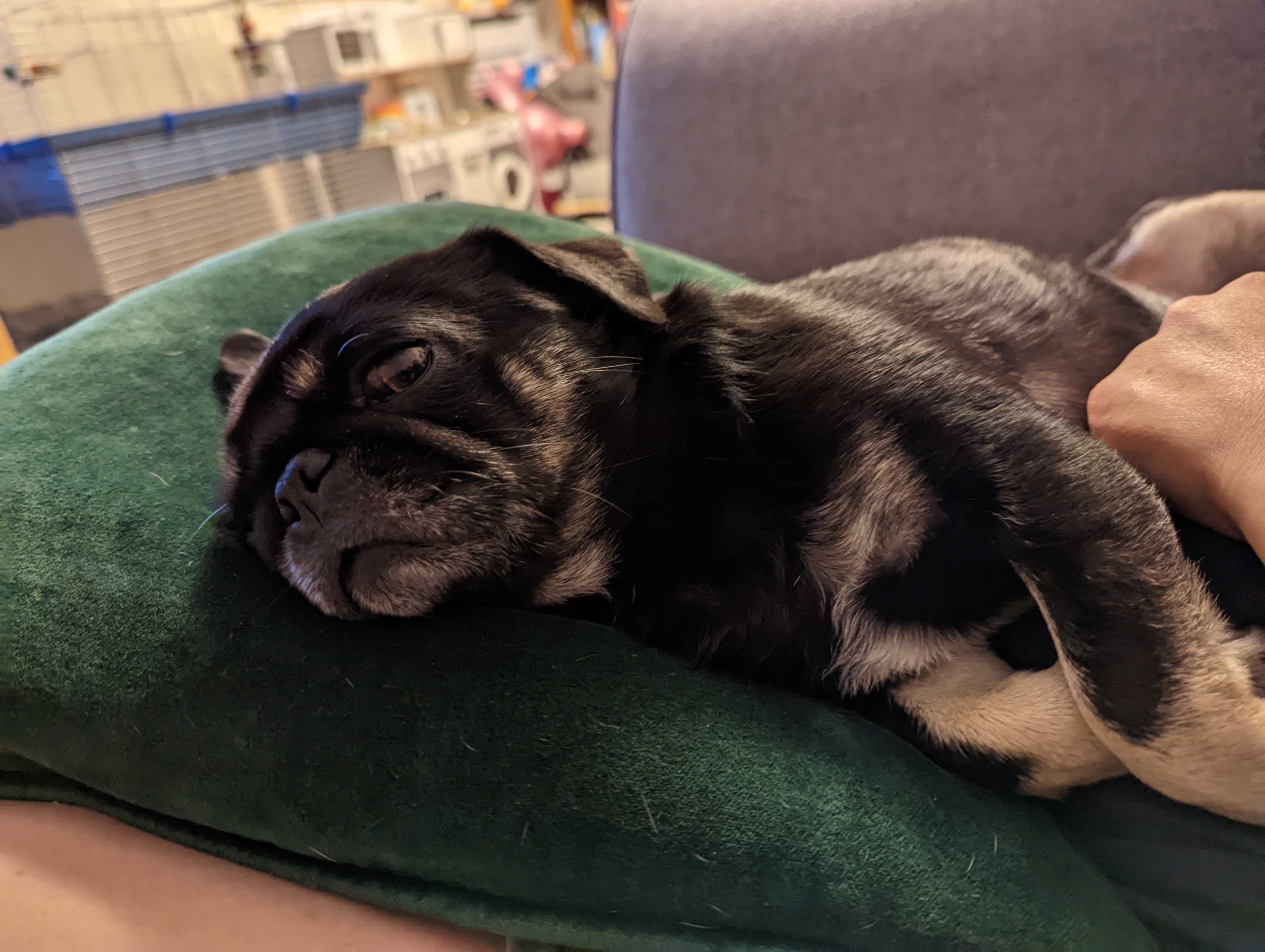 Lenny the dog lying on a green pillow