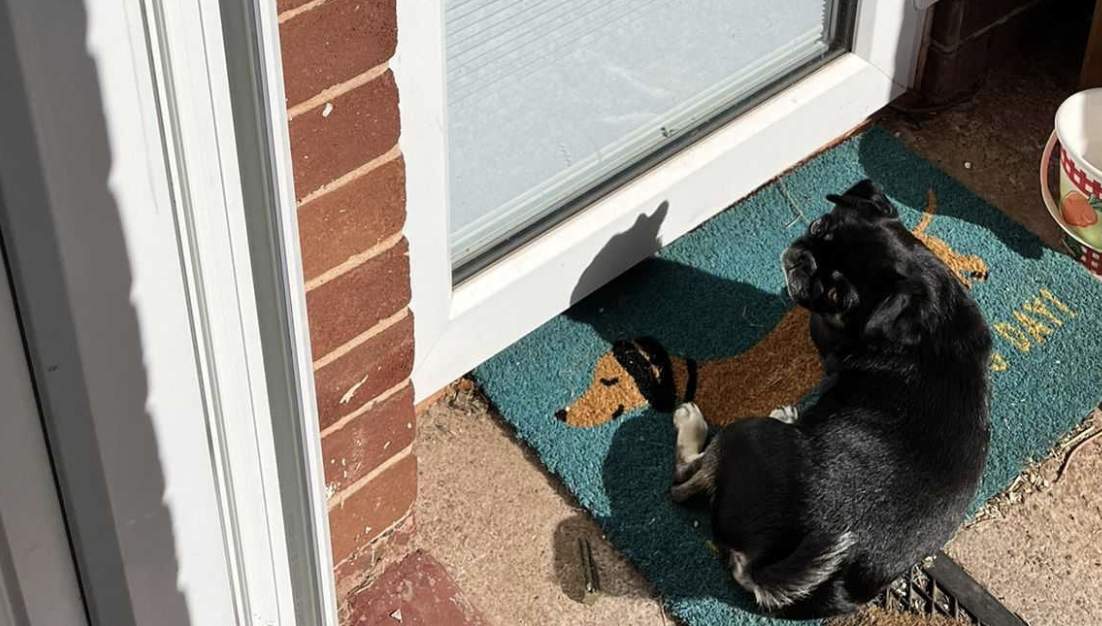 Lenny the dog lying outside my office door